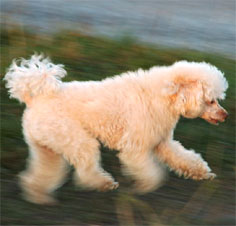 CR&Oacute;NICA DEL DERBY